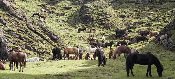 Island 2003: hestenes dal