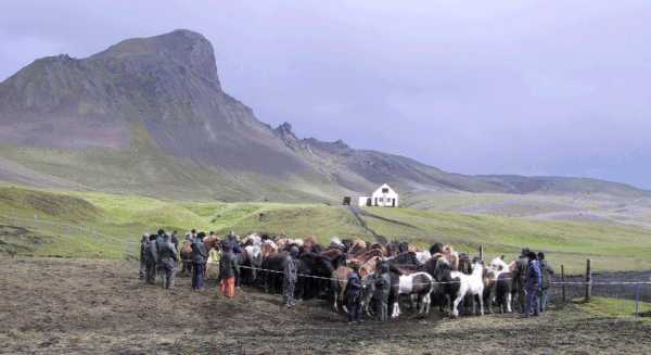 Island 2002: Hestene hentes i folden.